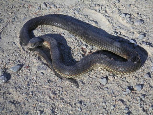 national parks worldwide Australia - venemous brown snake australian national parks
