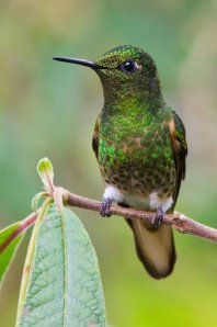 national parks worldwide hummingbird  ecuador