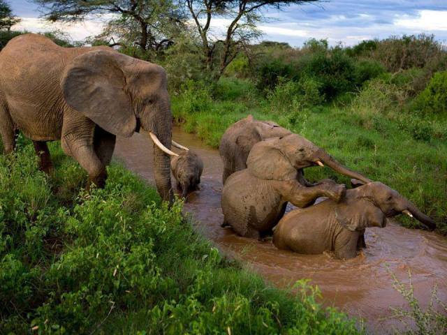 Natiional Parks Worldwide  Ghana  Africa African Elephant