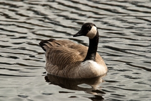 national parks worldwide  canadian goose