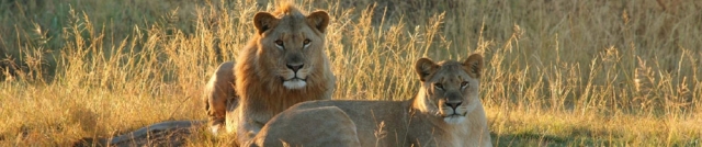 National Parks Worldwide  contact header  lions