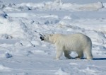 natinoal parks of the world polar bear endangered species