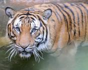 nationak parks worldwide tiger Bardia National Park nepal