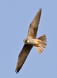 National Parks   Birds of India Eurasian Hobby (Falco subbuteo)  National Parks of the WORLD     bIRDS OF nATIONAL pARKS