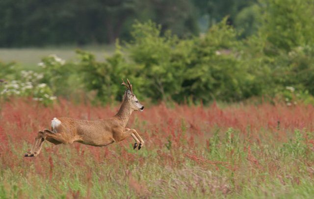 Roe deer (Capreolus capreolus)  National Parks of Belgium National Parks of the World National Parks of Europe mammals Hoge Kempen National Park  European deer mammals of Europe deer of the world   