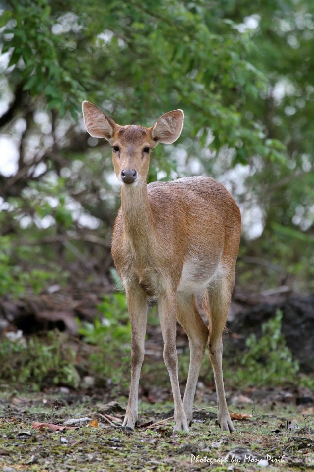 Java Deer (Rusa timorensis)