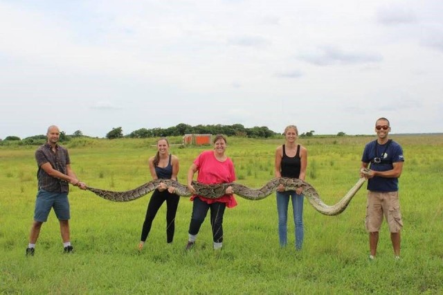 Burmese python (Python bivittatus) over 18 feet in Everglades National Park in July 2015    United States National Parks    Invasive species in Everglades National Park   National Parks of the World